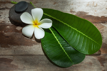 close up view of flower and gray stones on color back