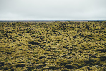 Mossy Landscape In Iceland