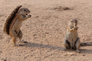 Kap Borstenhörnchen