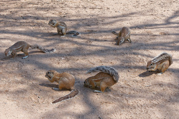 Kap Borstenhörnchen