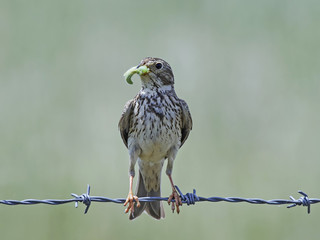 Corn bunting (Emberiza calandra)