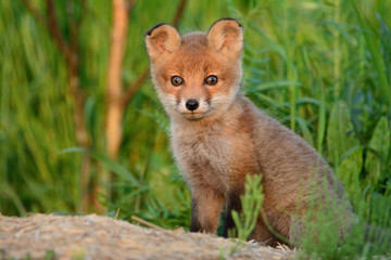 Baby fox