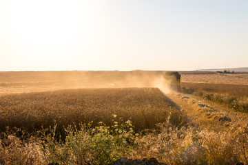 Fototapeta premium Harvest time