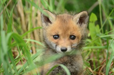 Baby fox
