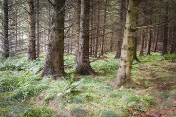 Coniferous woodland / Woodland in Sma' Glen, Perth and Kinross, Scotland.