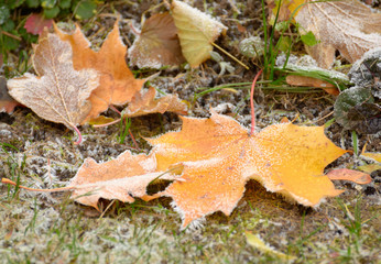 maple leaf covered with frost.