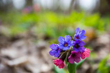 Fototapeta premium Beautiful field flower on a green background