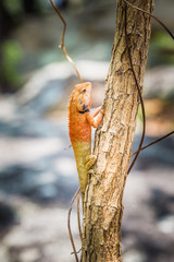 Lizard wildlife