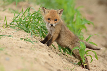 Baby fox