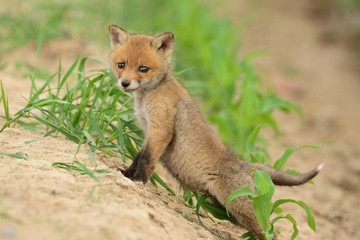 Baby fox
