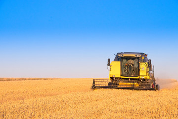 Obraz premium Harvest time