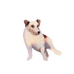 JackRussel terier dog puppy hand drawing watercolor