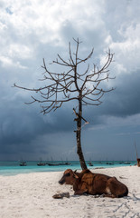 The coast of the Indian Ocean. Cows on the shore. Fishing boats.