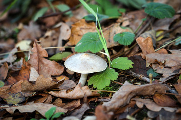 Pilz, Pilze am Waldboden, Gras, Moos