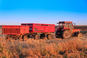 Obraz premium Harvest time
