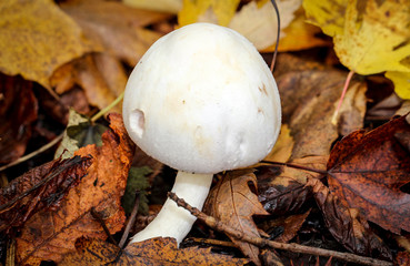 Pilz, Pilze am Waldboden, Gras, Moos