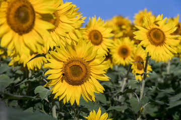 A field of Sunny Sunflowers