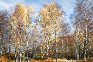 Fototapeta premium Birch stand / A landscape image of autumnal Silver Birch, Betula pendula, trees, Highlands, Scotland, UK, October 2017