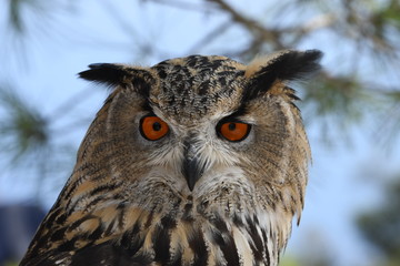 eurasian eagle owl portrait