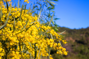Obraz premium Mimosa. Beautiful yellow flowers. Spring time.
