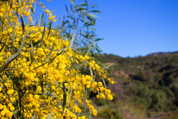 Fototapeta premium Mimosa. Beautiful yellow flowers. Spring time.