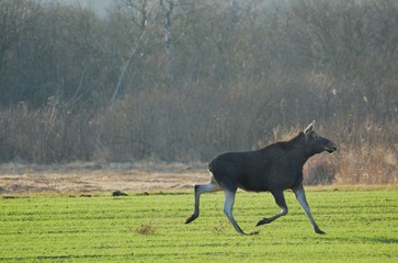Łoś © Arkadiusz