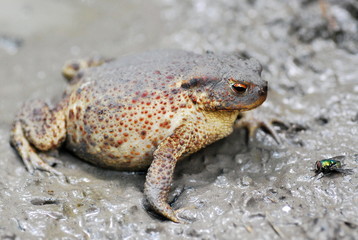 Ropucha