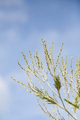Nature verte