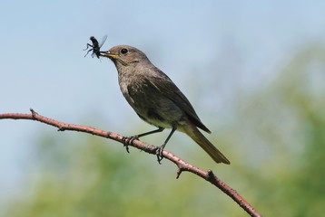 Bird