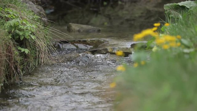 Close-up view of the clear spring head surrounded by lovely little yellow flowers.