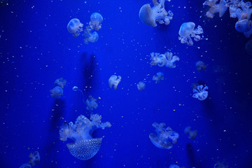 Obraz na płótnie Canvas White Spotted Jellyfish