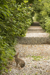 Rabbit Crossing A Walking Trail On A Beautiful Summer Day
