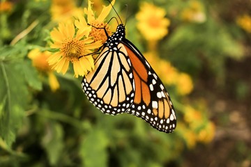 Close up butterfly