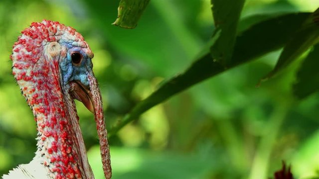 turkey bird in the nature full hd. turkey at the farm 4k. bird head closeup. Funny Turkey Head. nature and wildlife background. christmas concept. Turkey bird in the jungle with copy space.