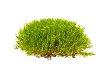 Moss isolated on white background