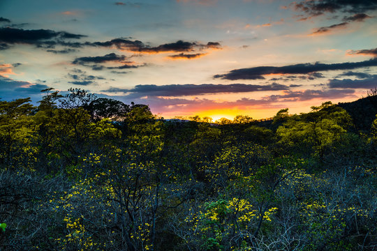 Trees of guayac&aacute;n