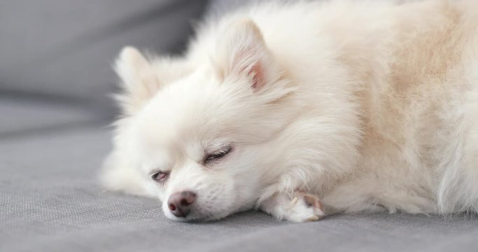 Dog pomeranian sleeping on sofa