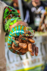 Chameleon Lizard