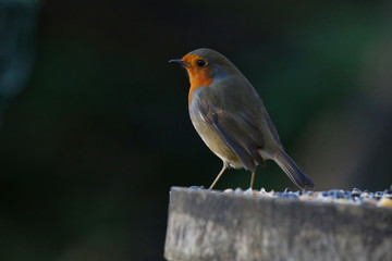 Robin