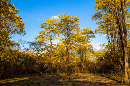 Trees of guayac&aacute;n
