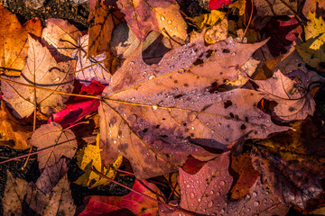 Rain Drops On Leaves