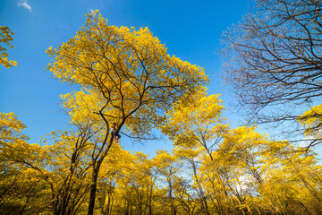 Fototapeta premium Trees of guayacán