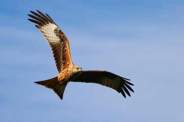 Red Kite