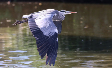 Grey Heron in flight
