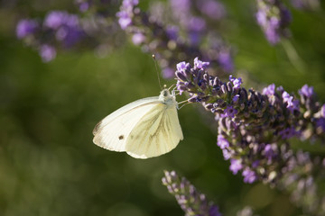 Pieris rapae on Violet Flowers