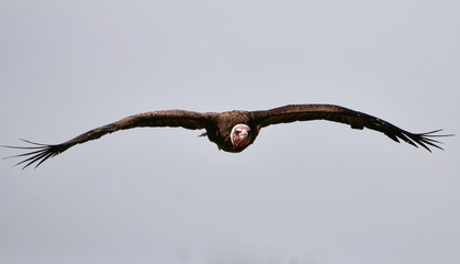 Vulture in flight