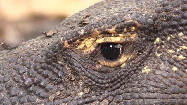 Eye of Komodo dragon