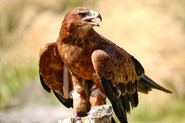 Hawk