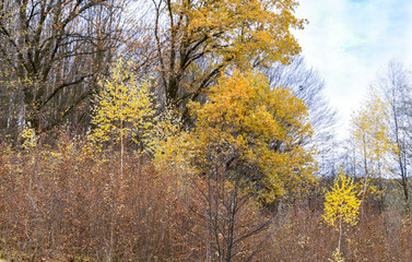 Fototapeta na wymiar Forest of yellow trees