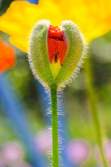 Blooming Poppie Flower